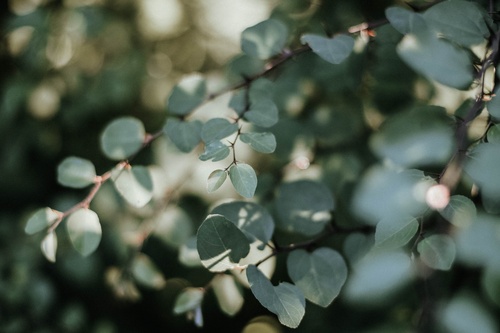 Emma Schroeder McClintock