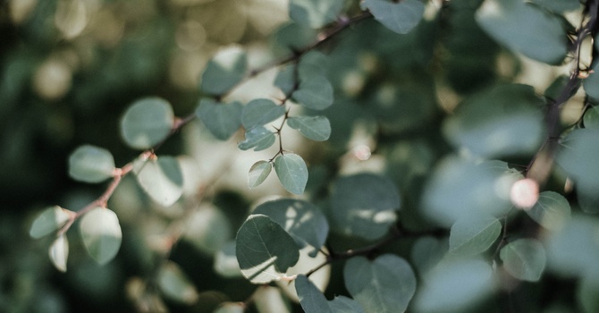 Seasonal Allergies image